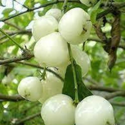 Thai White Jamun Plant Manufacturer & Supplier in India